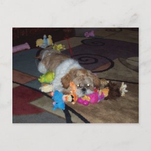 PEACHES The Cute Shih Tzu Briefkaart