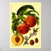 Peaches Vintage 1796 Botanical Art Poster (Voorkant)