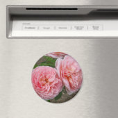 Peacht rose Rose anglais 3" Rond Magnet (In Situ (Lave-vaisselle))