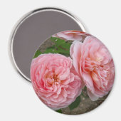 Peacht rose Rose anglais 3" Rond Magnet (Recto/Verso)