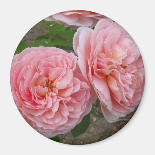 Peacht rose Rose anglais 3" Rond Magnet (Devant)
