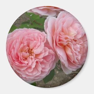 Peachy Pink English Roos 3" Round Magnet Magneet