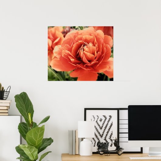 Peachy Ranunculus Flower Poster (Thuiskantoor)