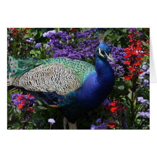 Peacock (Voorkant Horizontaal)