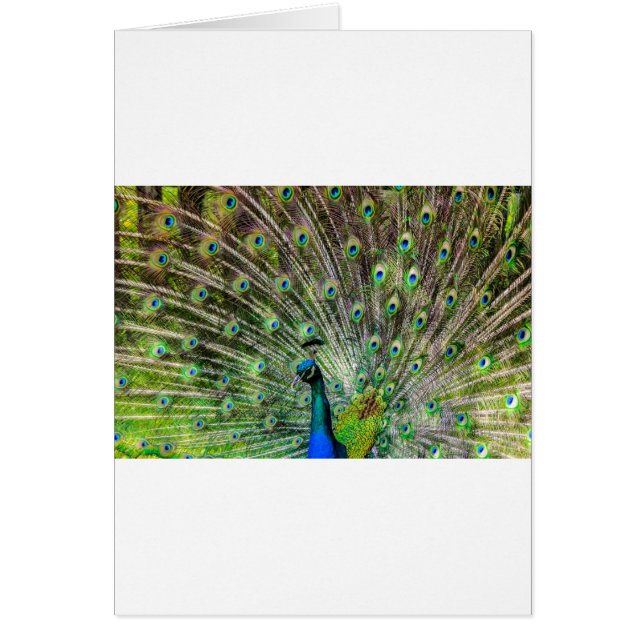 Peacock (Voorkant)