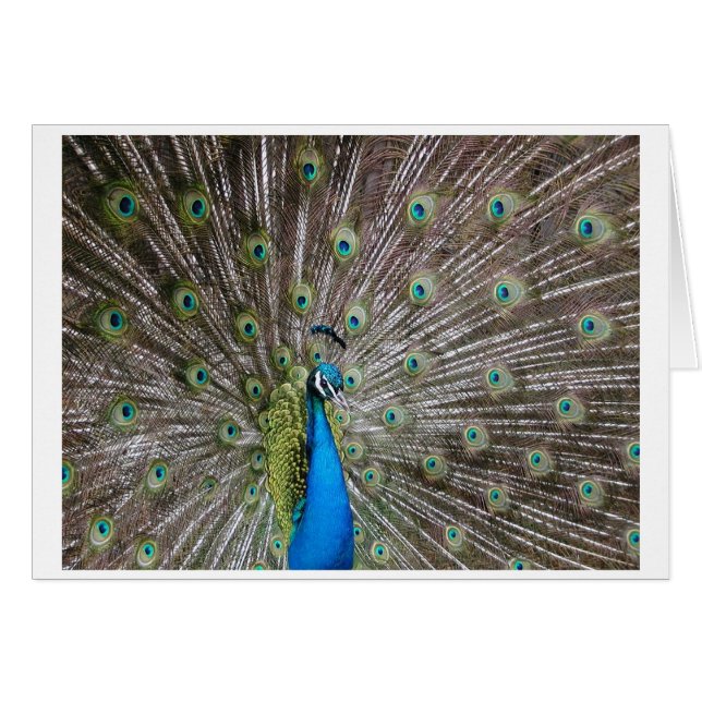 Peacock (Voorkant Horizontaal)