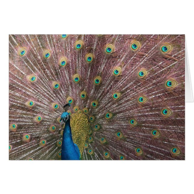 Peacock (Voorkant Horizontaal)