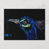 Peacock 1 briefkaart (Voorkant)