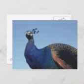 Peacock 2 briefkaart (Voorkant / Achterkant)
