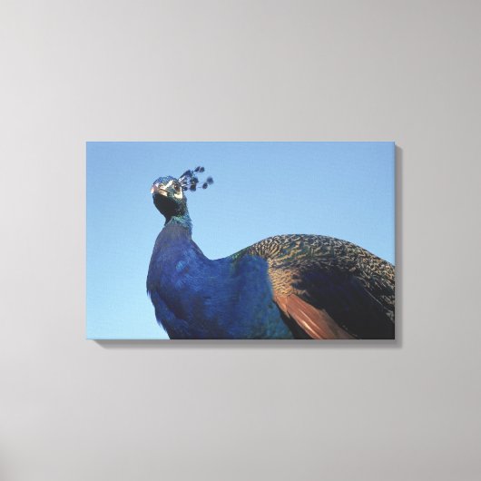 Peacock 2 canvas afdruk (Voorkant)