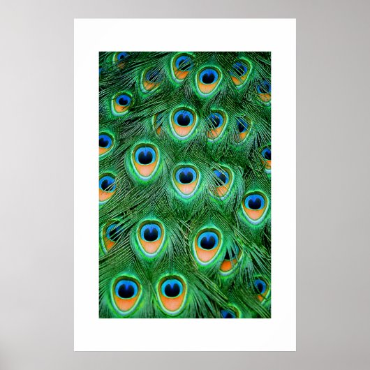 Peacock#2-Poster Poster (Voorkant)
