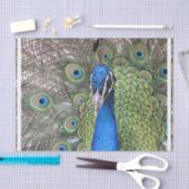 peacock-3.jpg tissuepapier (Craft)