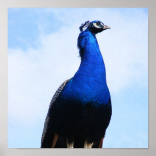 Peacock aan de muur poster