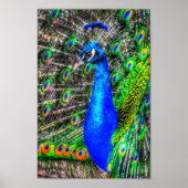 Peacock-Afbeelding Poster (Voorkant)