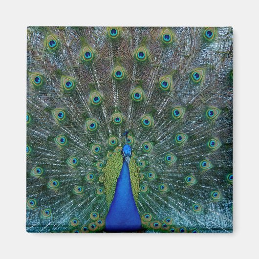 Peacock, aimant carré (Devant)