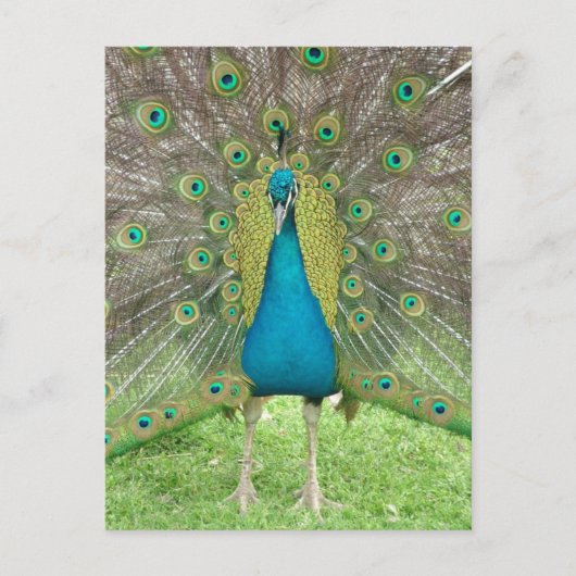 Peacock art vo1 briefkaart (Voorkant)