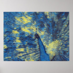 Peacock Artwork in Van Gogh Sterrennacht Colors Poster