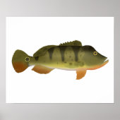 Peacock Bass Poster (Voorkant)