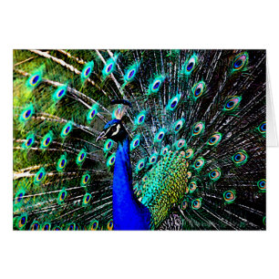 Peacock Batik 2 (blanco kaart)