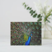 Peacock Beauty Briefkaart (Staand voorkant)