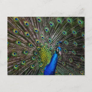 Peacock Beauty Briefkaart