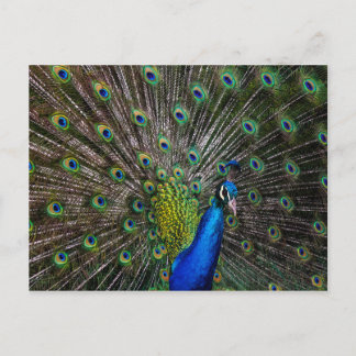 Peacock Beauty Briefkaart