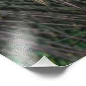 Peacock Bird Peafowl Foto Afdruk (Hoek)