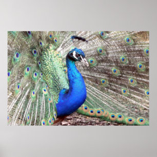 Peacock Bird Photo Natuur Wall Poster