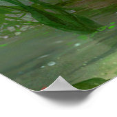 Peacock Bird Photo Natuur Wall Poster (Hoek)