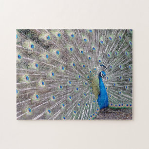 Peacock Bird Puzzle Legpuzzel