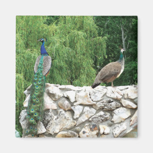 Peacock Birds Garden 5.1 cm vierkante magneet