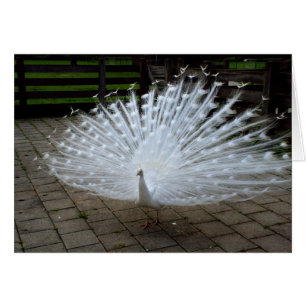 Peacock blanc