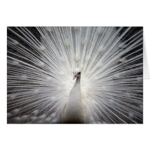 Peacock blanc avec plumes fanées