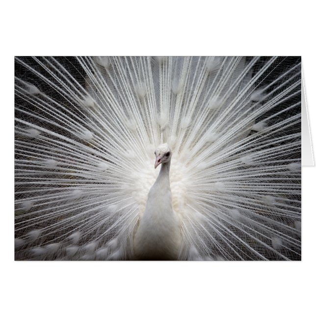 Peacock blanc avec plumes fanées (Devant horizontal)