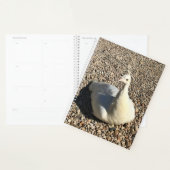 Peacock Blanc, Idaho (Devant avec enveloppe)