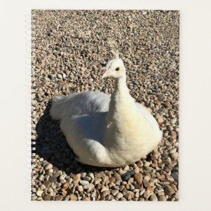 Peacock Blanc, Idaho