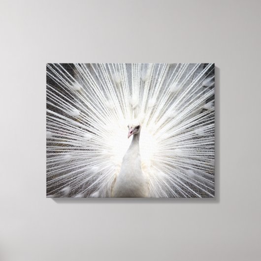 Peacock blanc sur toile enveloppée Premium (Gloss) (Recto)