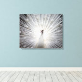 Peacock blanc sur toile enveloppée Premium (Gloss) (Insitu (Plancher de Bois))