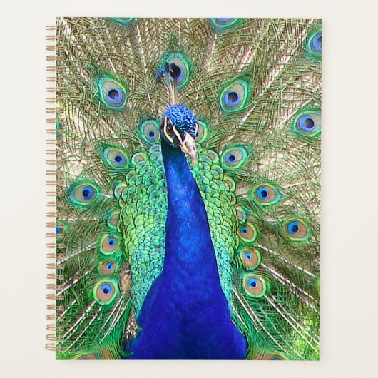 Peacock bleu (Devant)