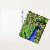 Peacock Bleu brillant (Devant avec enveloppe)