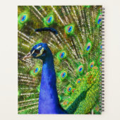 Peacock Bleu brillant (Dos)