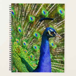 Peacock Bleu brillant