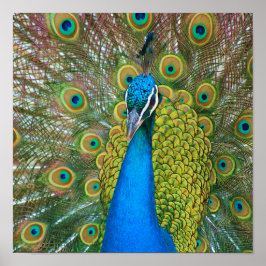 Peacock Blue Head met kleurrijke staartopperen Poster