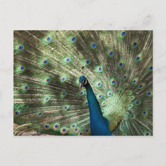 Peacock Briefkaart (Voorkant)