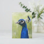 Peacock Briefkaart (Staand voorkant)