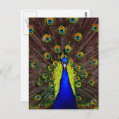 Peacock Briefkaart (Voorkant / Achterkant)