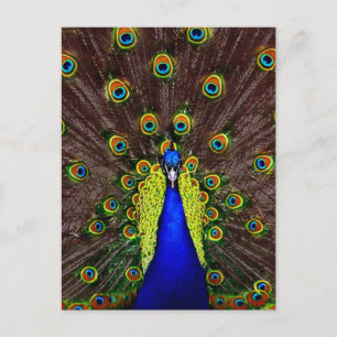 Peacock Briefkaart