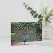 Peacock Briefkaart (Staand voorkant)