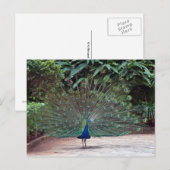 Peacock Briefkaart (Voorkant / Achterkant)