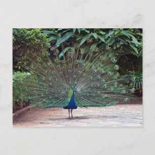 Peacock Briefkaart